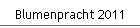 Blumenpracht 2011